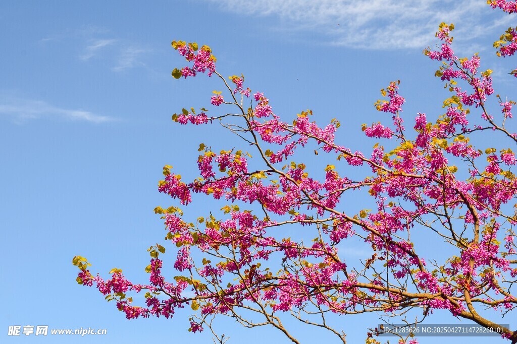 枝头樱花