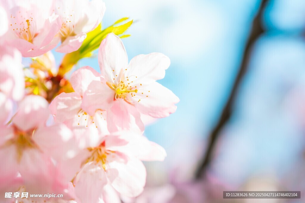 春日烂漫樱花绽放