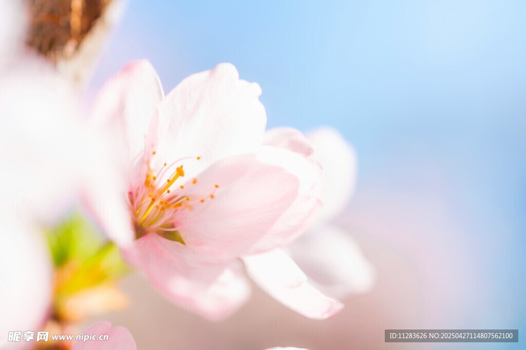 粉嫩樱花特写