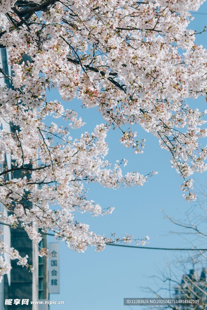 春日烂漫樱花枝头绽放