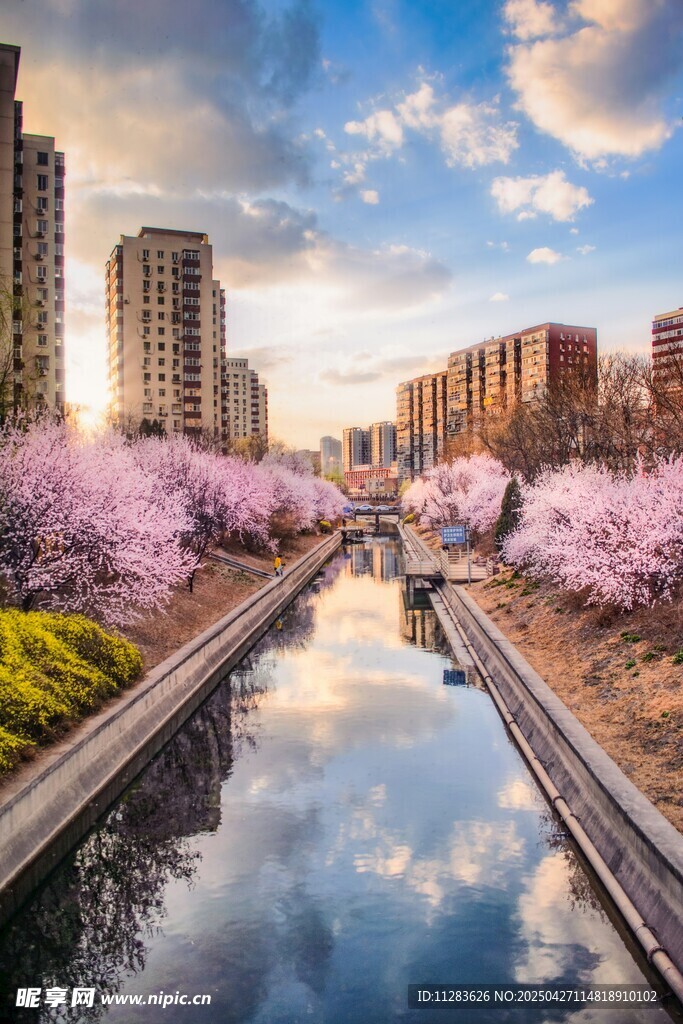河畔樱花与城市建筑美景