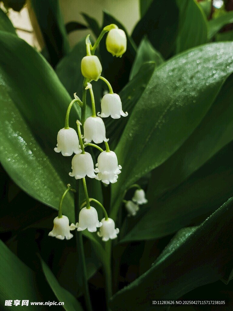铃兰花绽放