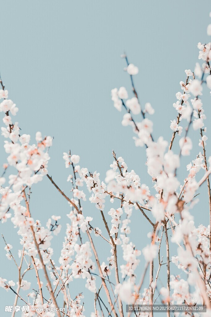 春日绽放的粉嫩杏花