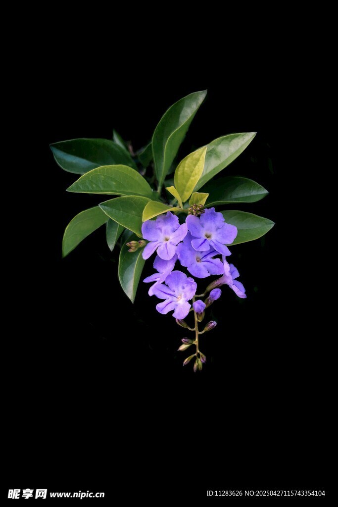 紫色兰花