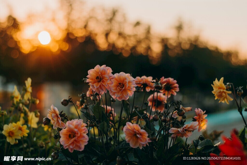 夕阳下的绚烂樱花