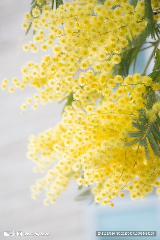 金黄绽放的美丽含羞草花