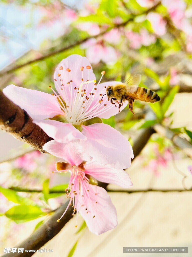 蜜蜂采蜜于粉嫩桃花间
