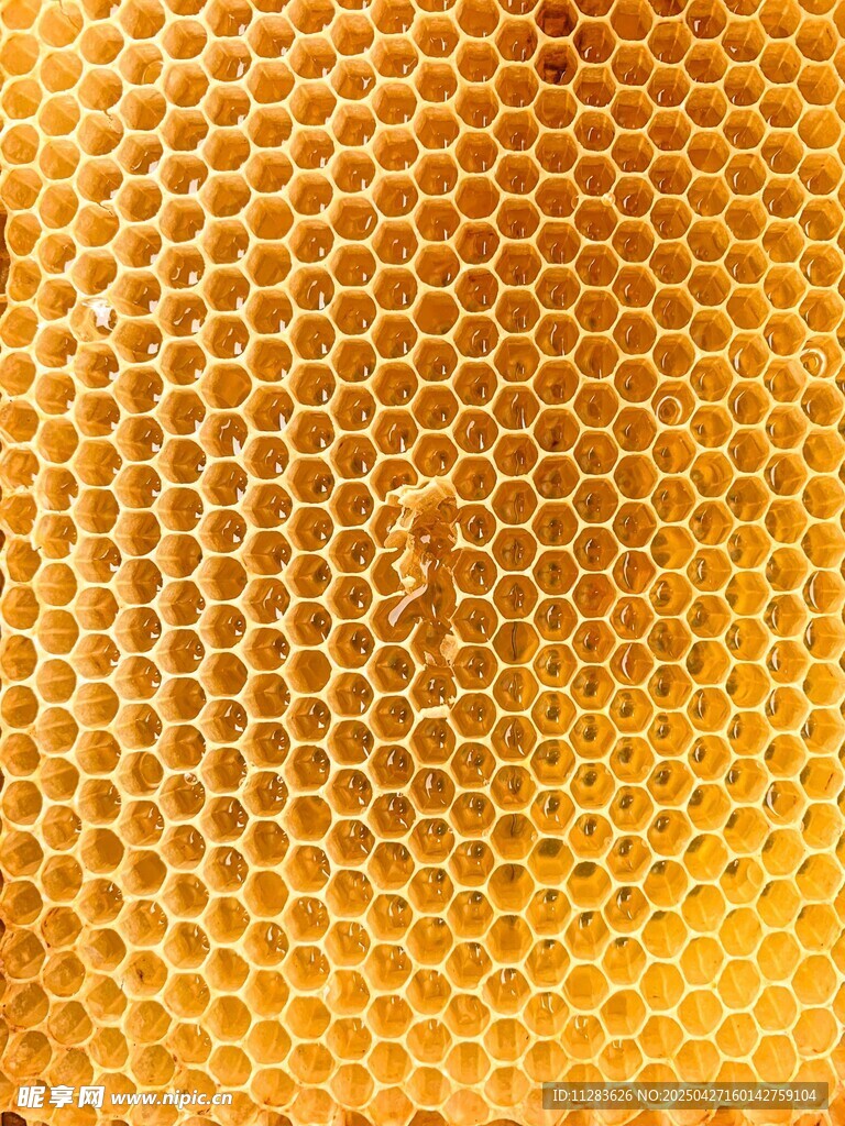 蜂巢特写