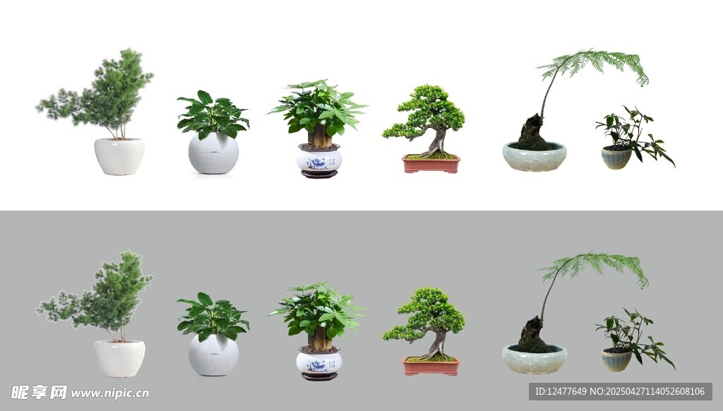 盆栽