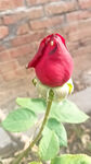 月季花