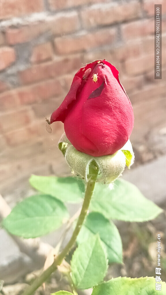 月季花