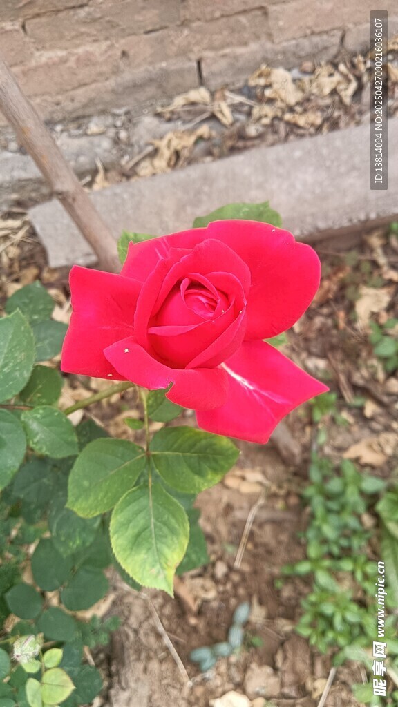 月季花