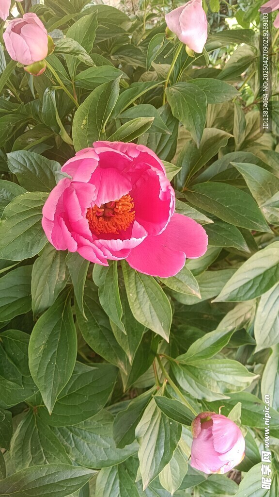 芍药