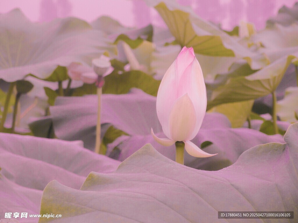 荷花