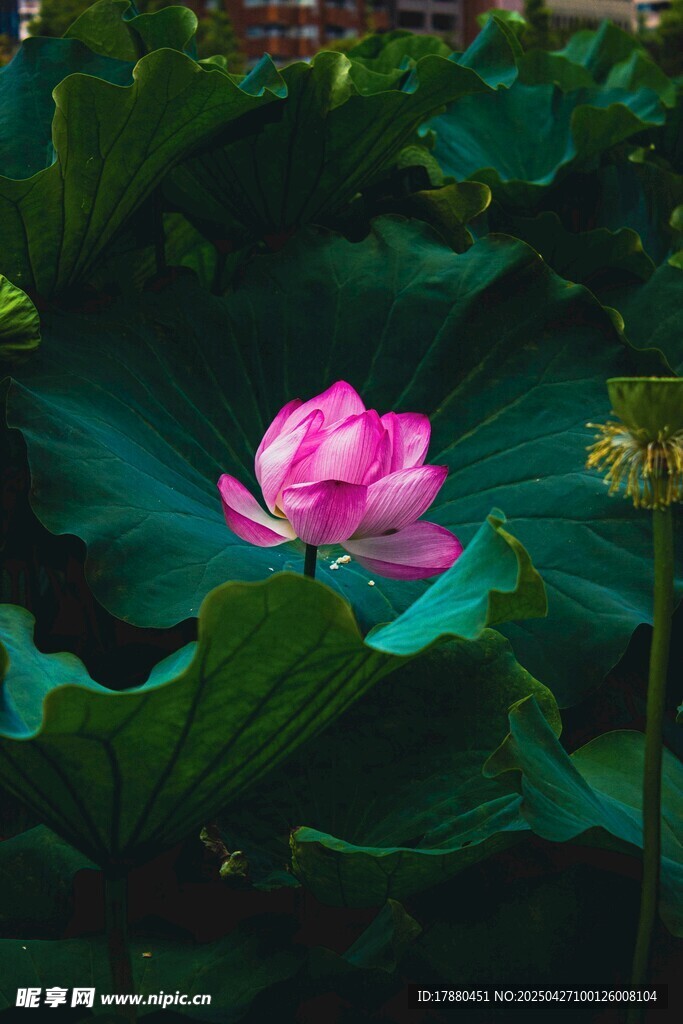 荷花