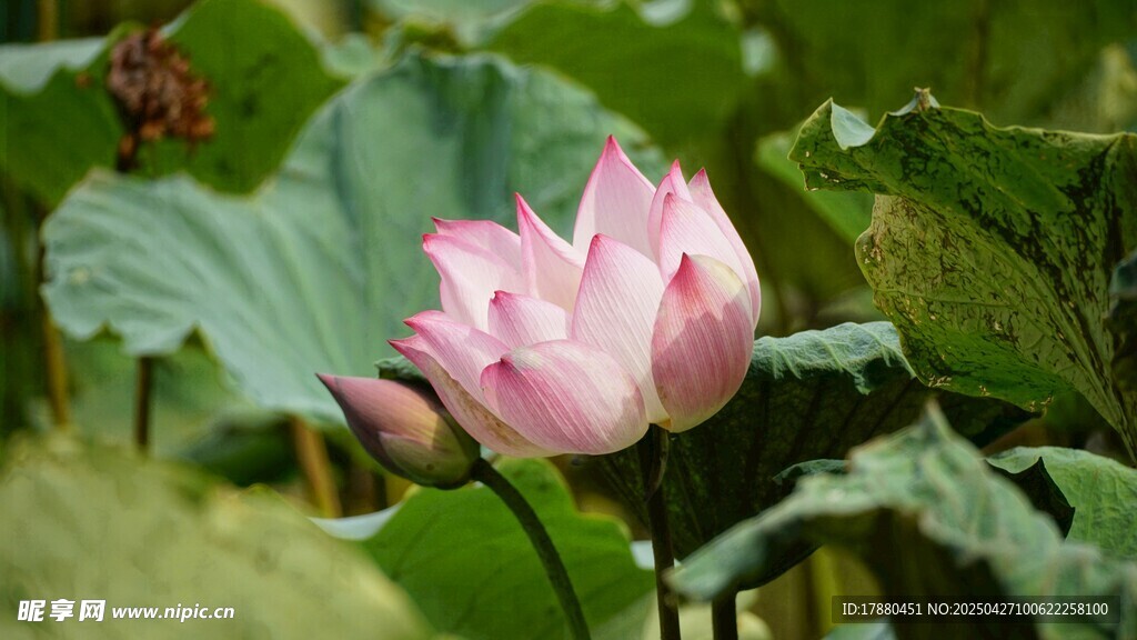 荷花