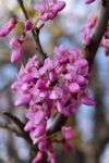 娇艳粉花