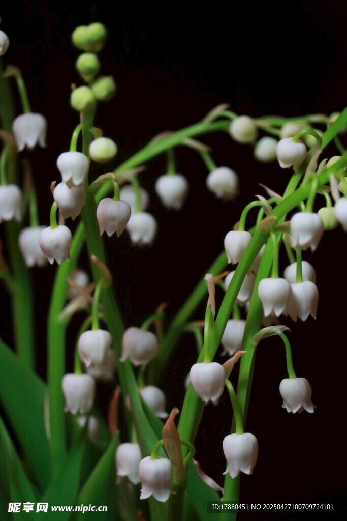 铃兰花