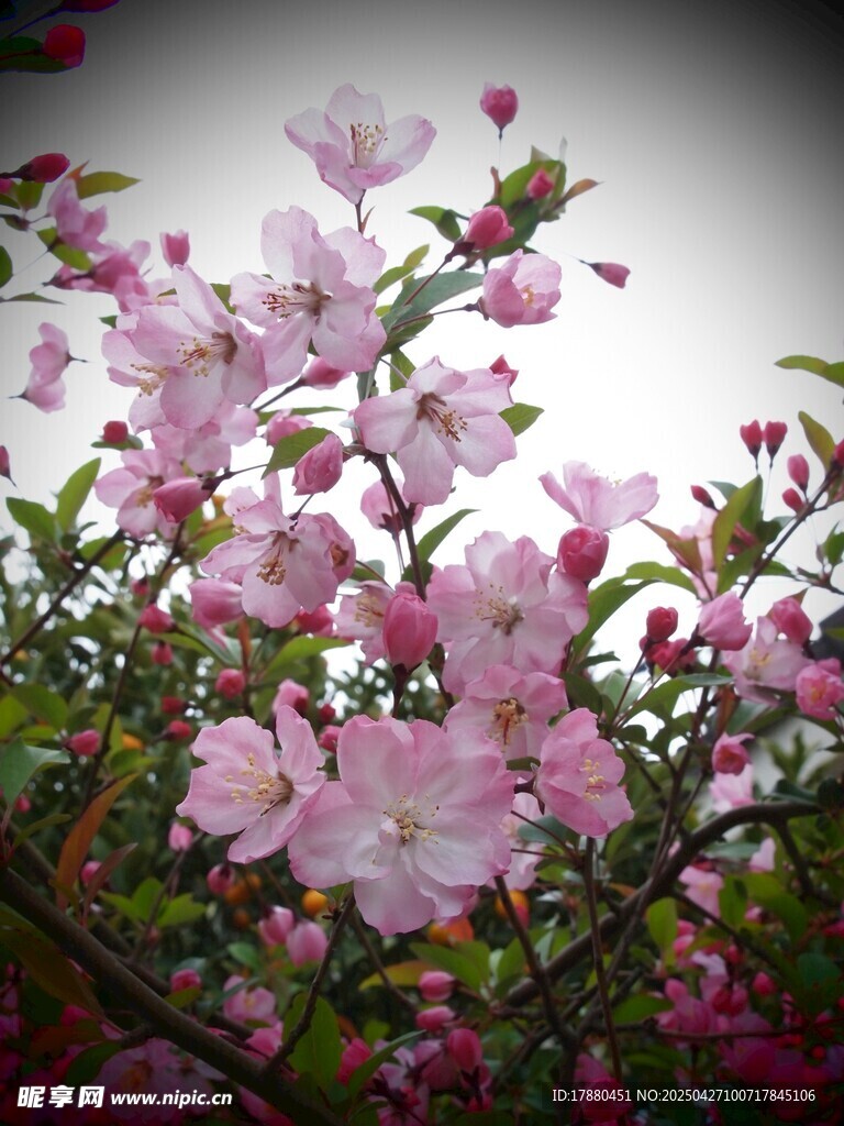 粉色繁花