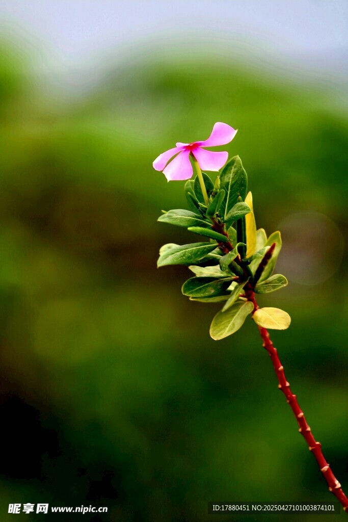 长春花