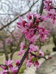 紫荆花