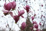 玉兰花