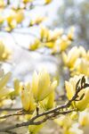 玉兰花