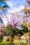 玉兰花