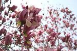 玉兰花