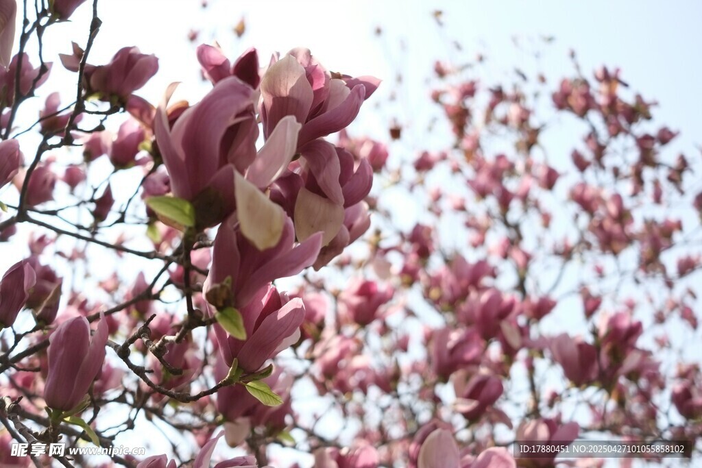 玉兰花
