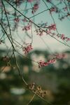钟花樱桃