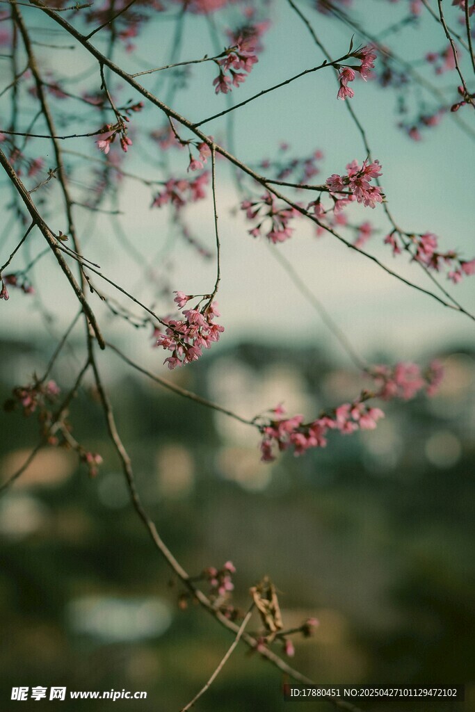 钟花樱桃