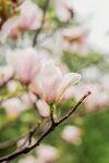 玉兰花