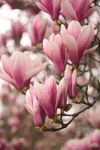 玉兰花