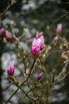 玉兰花