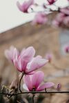 玉兰花