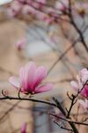 玉兰花