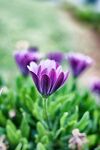 雏菊