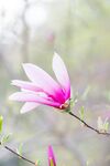 玉兰花