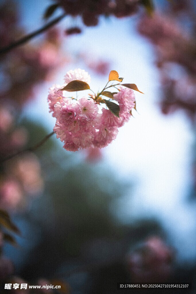 樱花