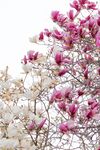 玉兰花