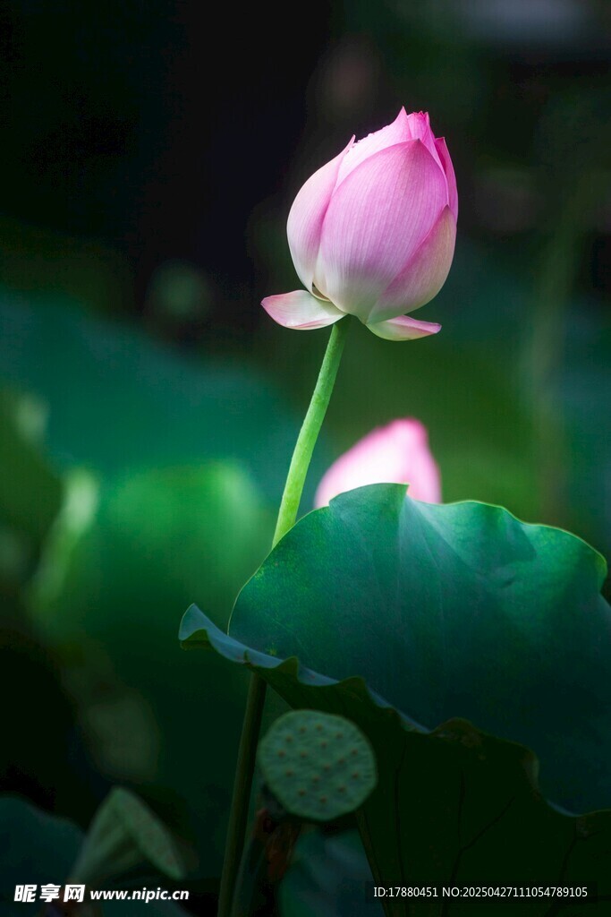 荷花