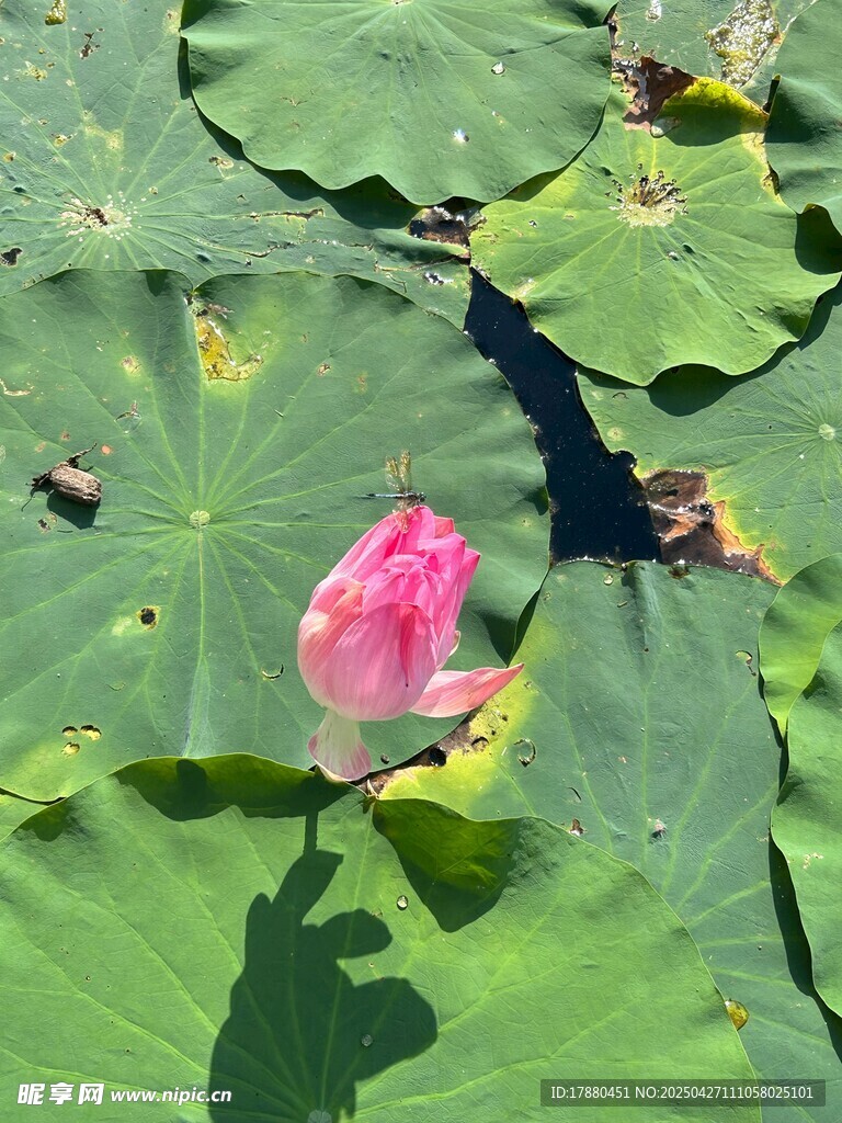荷花