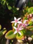 星状小花