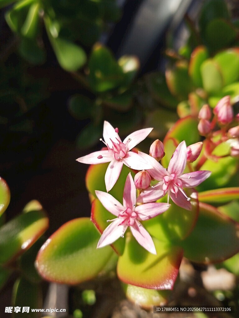 星状小花