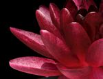 莲花