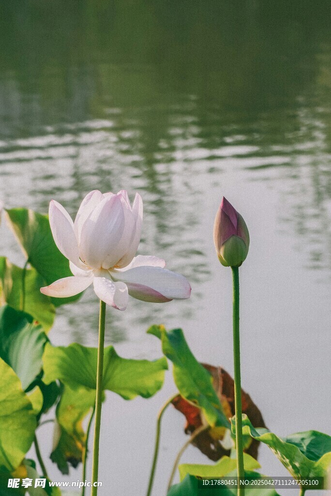 荷花