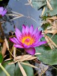 莲花
