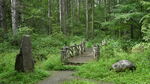 森林小桥美景