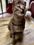 狸花猫